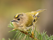 Phil Harbord - Goldcrest